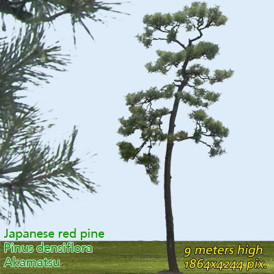 Japanese Red Pine 1 High Resolution